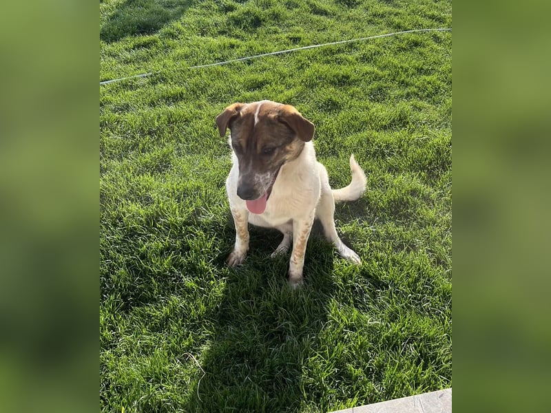 Hübsche Olive sucht ihr eigenes Körbchen