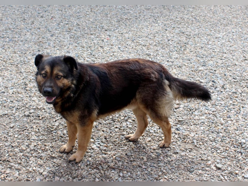 Findet Rumple  trotz seines Alters noch ein Zuhause?