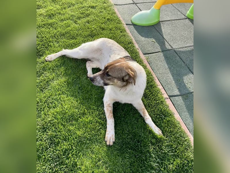 Hübsche Olive sucht ihr eigenes Körbchen