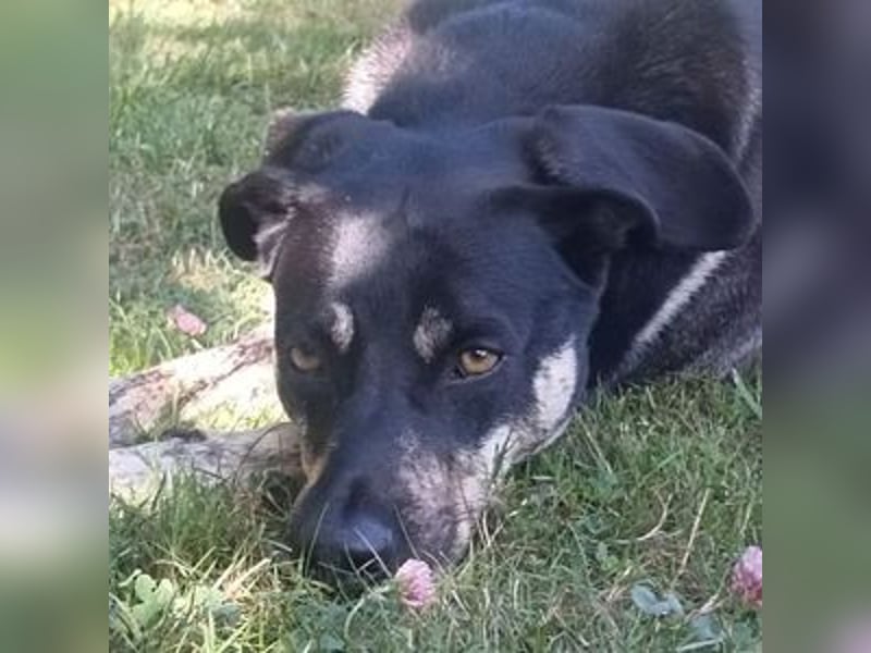 SKY ist ein Traumhund SKY ist ein Traumhund