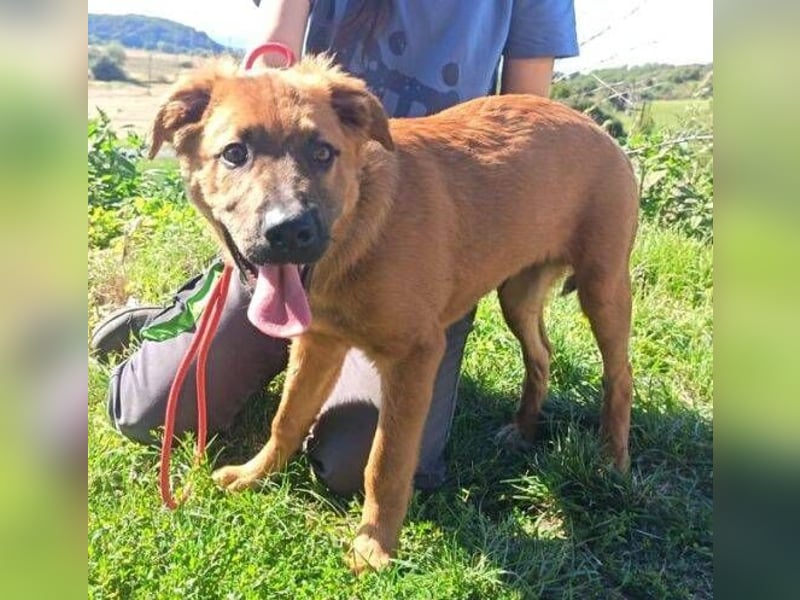COLIN verspielter Hundejunge