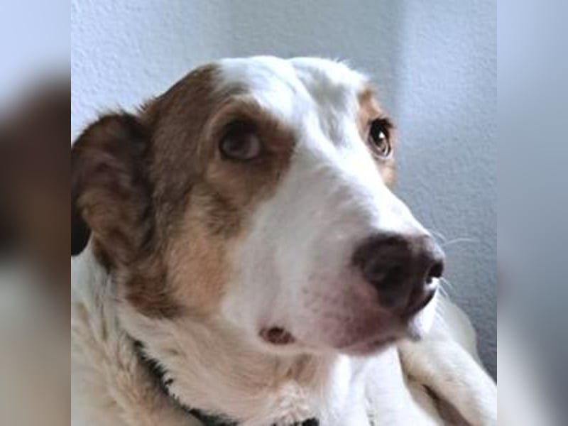 HELEN braucht eine Chance HELEN braucht eine Chance