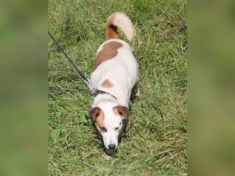 COUDY wartet schon lange auf ein Zuhause COUDY wartet schon lange auf ein Zuhause