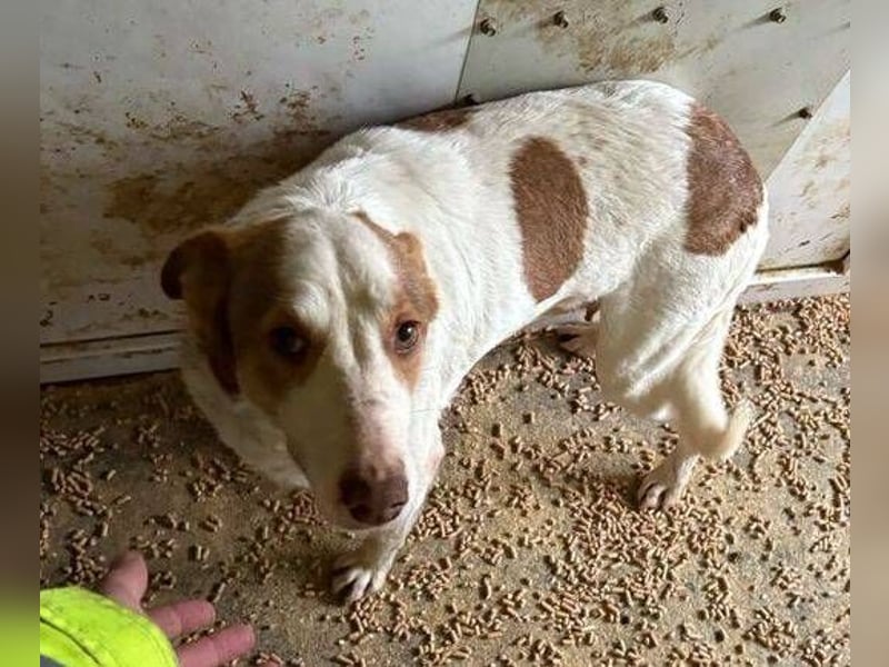 HELEN braucht eine Chance HELEN braucht eine Chance