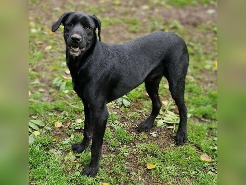 OTTO 2 sucht seine Menschen