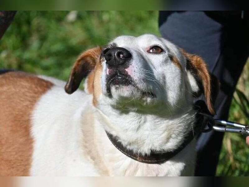 COUDY wartet schon lange auf ein Zuhause COUDY wartet schon lange auf ein Zuhause