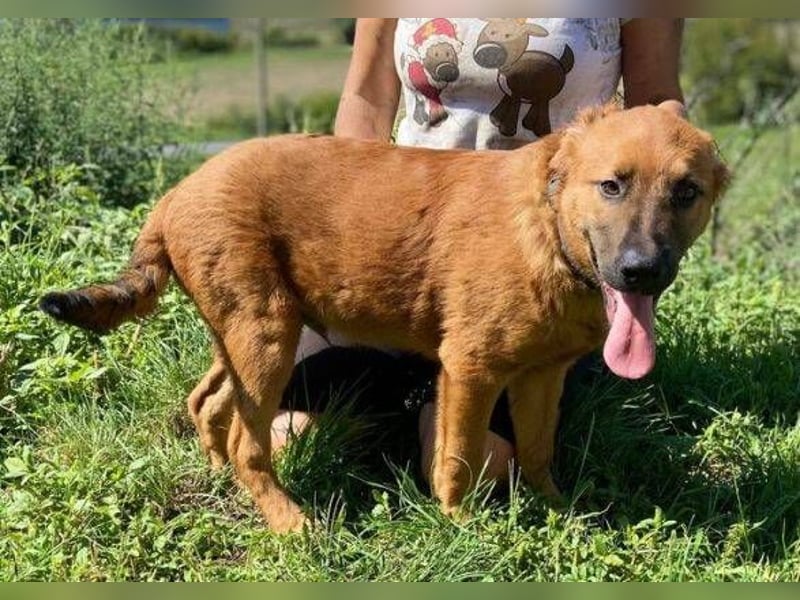 COLIN verspielter Hundejunge