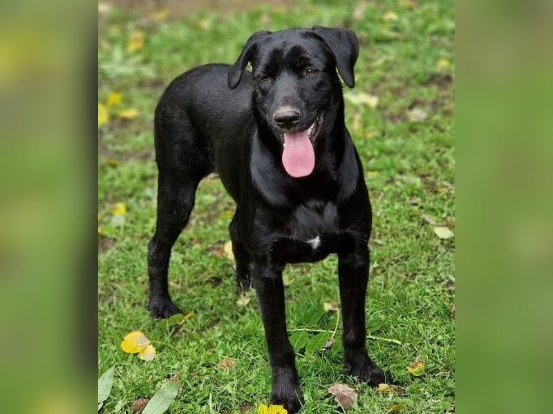 OTTO 2 sucht seine Menschen