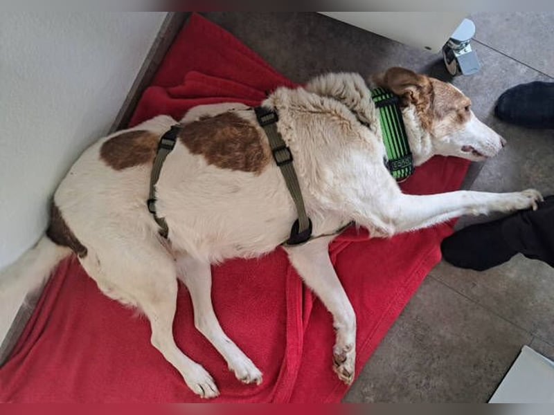 HELEN braucht eine Chance HELEN braucht eine Chance