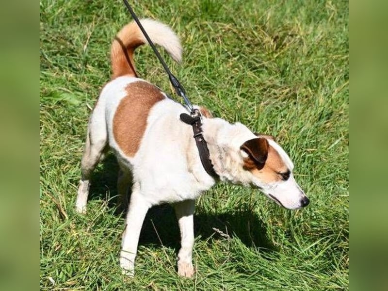 COUDY wartet schon lange auf ein Zuhause COUDY wartet schon lange auf ein Zuhause