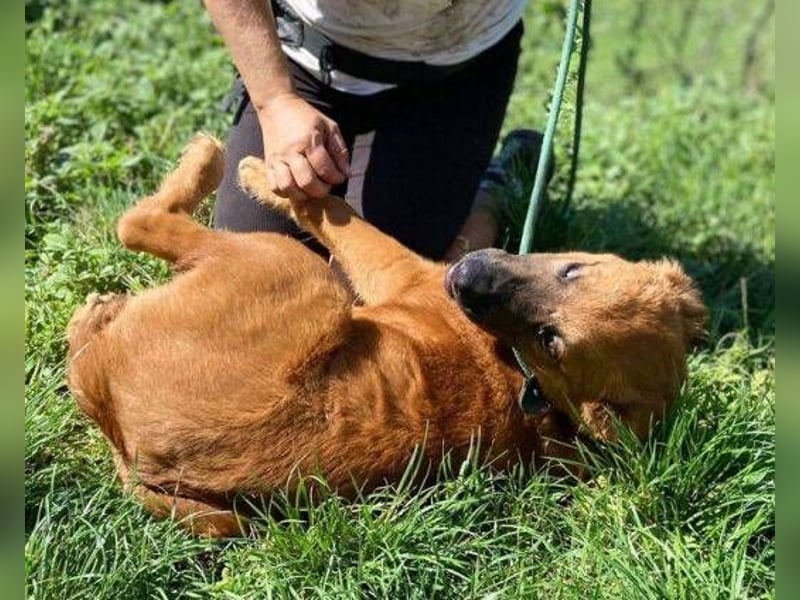 COLIN verspielter Hundejunge