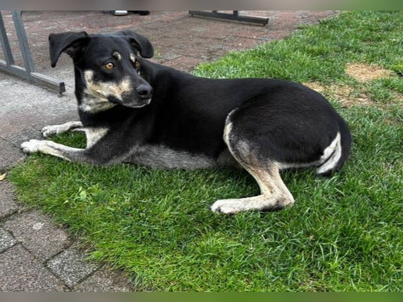 SKY ist ein Traumhund SKY ist ein Traumhund