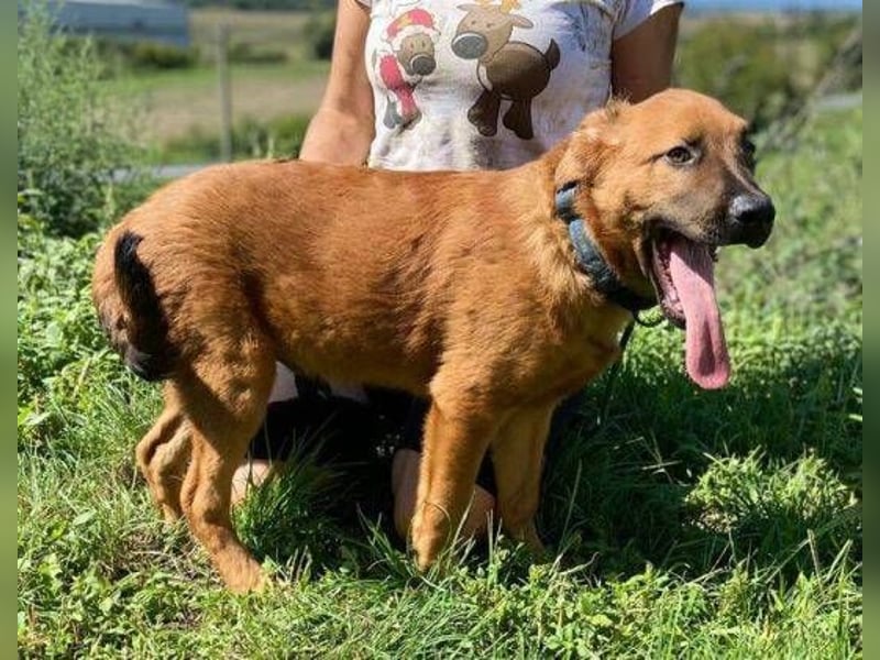 COLIN verspielter Hundejunge