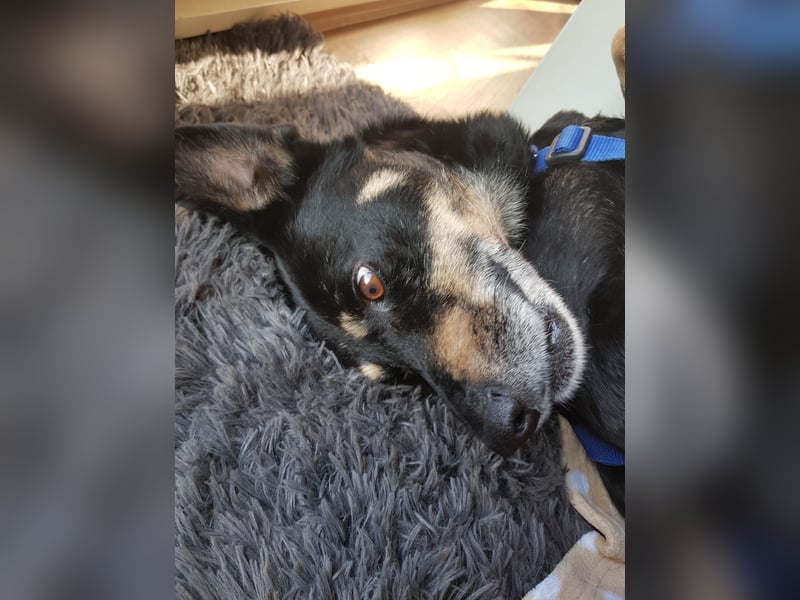 Rudi- verschmuster Senior