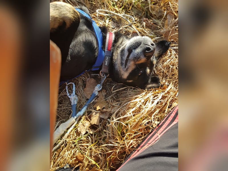 Rudi- verschmuster Senior