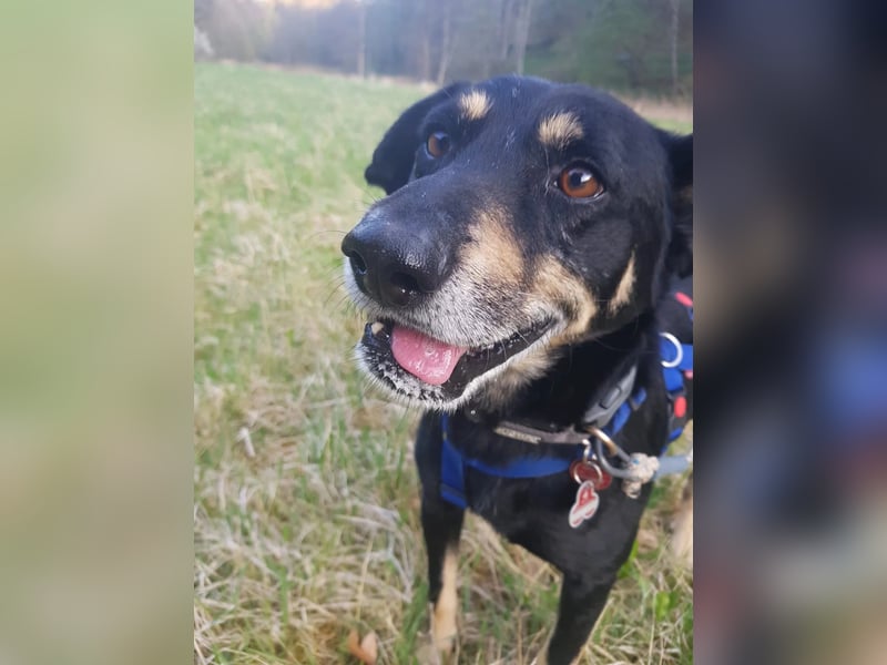 Rudi- verschmuster Senior