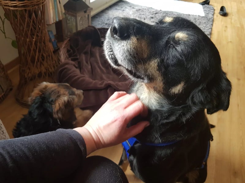 Rudi- verschmuster Senior