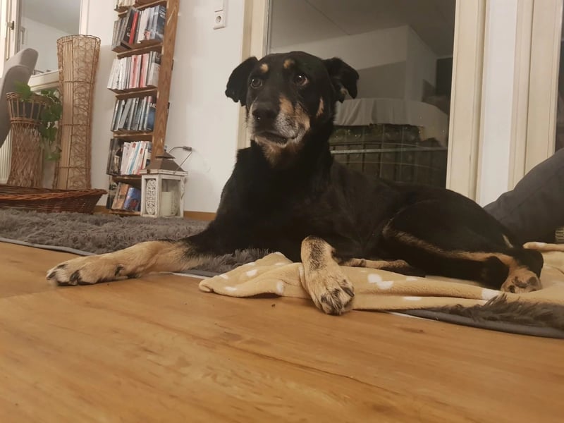 Rudi- verschmuster Senior