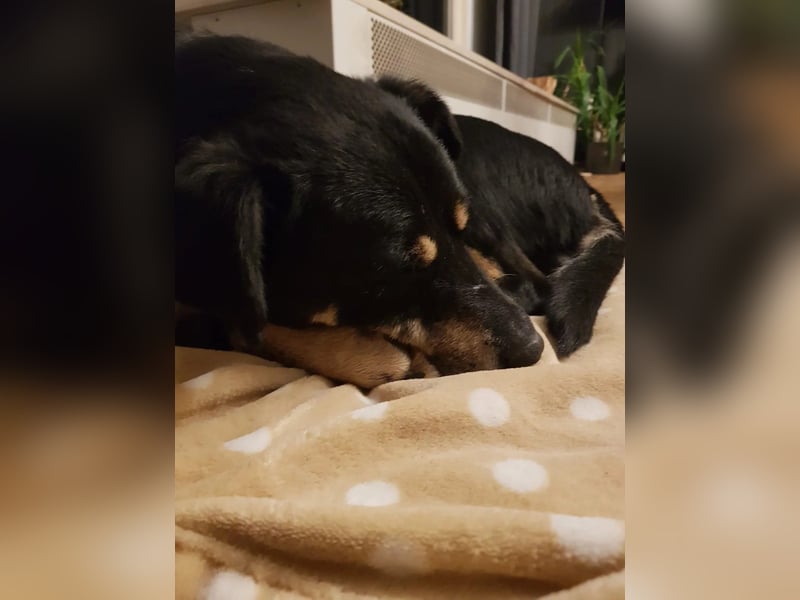 Rudi- verschmuster Senior