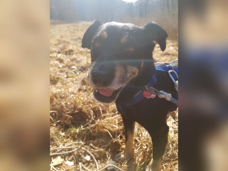 Rudi- verschmuster Senior