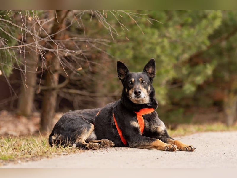 Intelligente Dana sucht ihre Familie