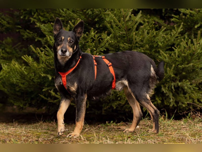 Intelligente Dana sucht ihre Familie