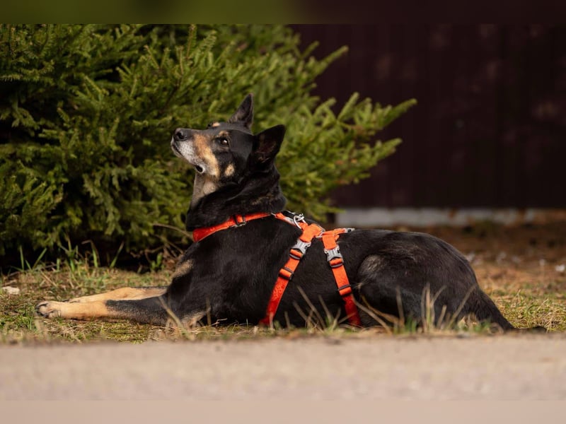 Intelligente Dana sucht ihre Familie