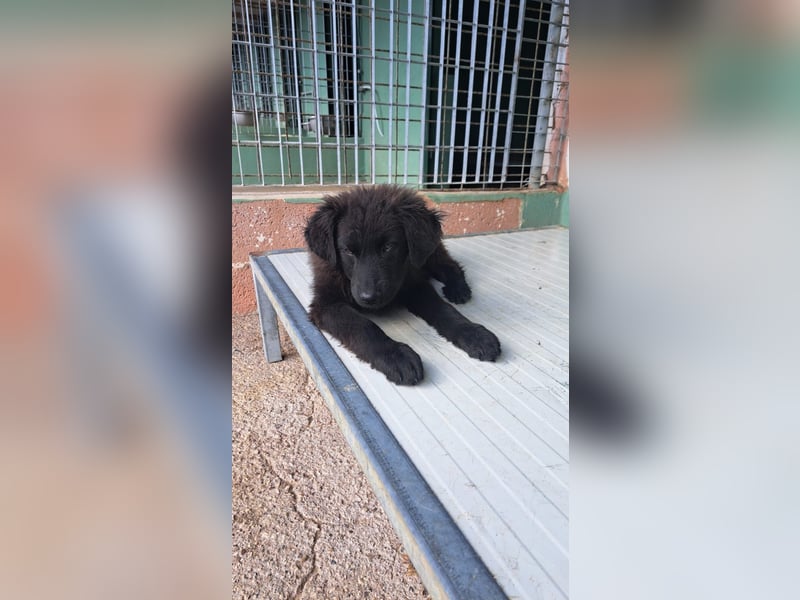 Orsetto sucht sein Körbchen