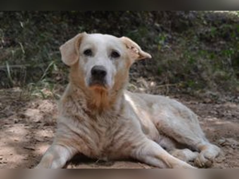 Neige, einer von vier Hunden, die dringend ein neues Zuhause benötigen