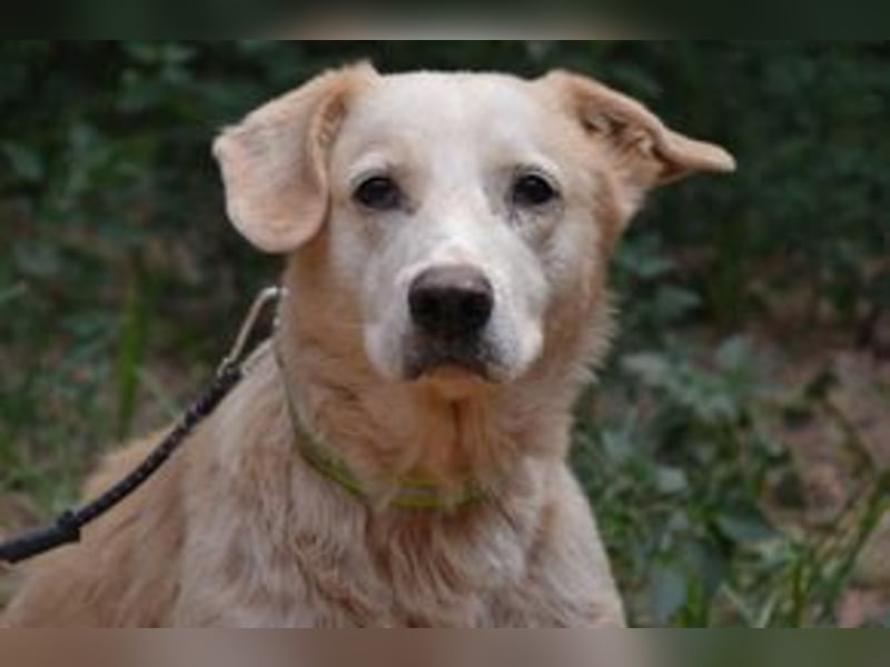 Neige, einer von vier Hunden, die dringend ein neues Zuhause benötigen