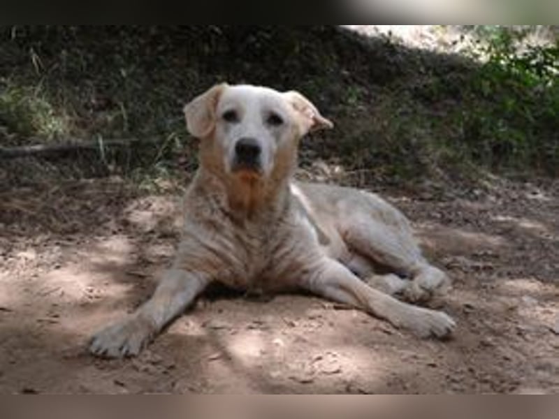 Neige, einer von vier Hunden, die dringend ein neues Zuhause benötigen