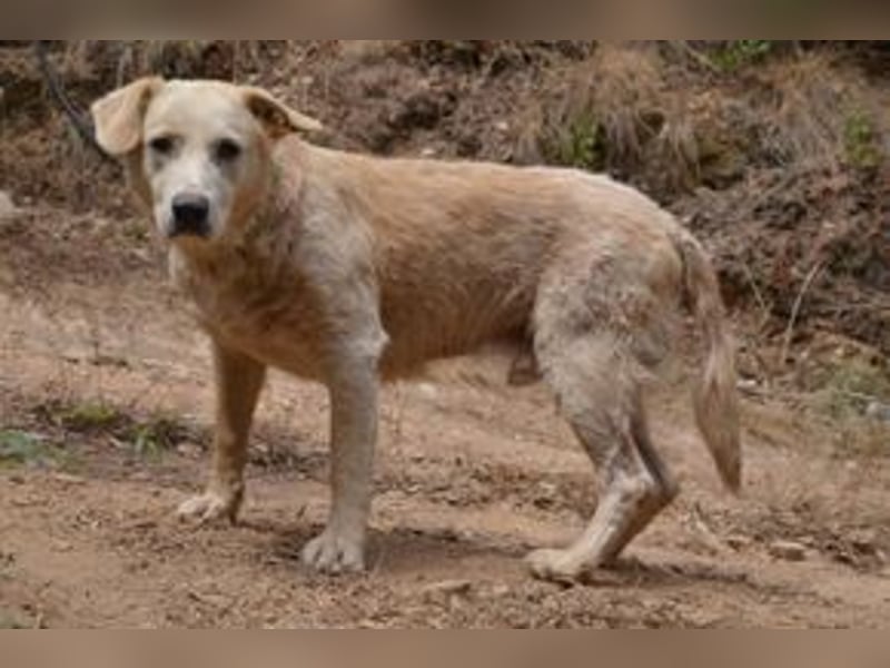 Neige, einer von vier Hunden, die dringend ein neues Zuhause benötigen