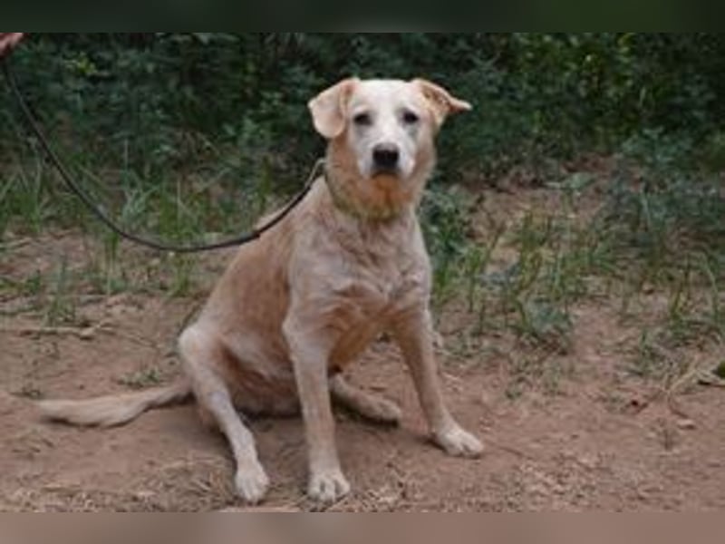 Neige, einer von vier Hunden, die dringend ein neues Zuhause benötigen