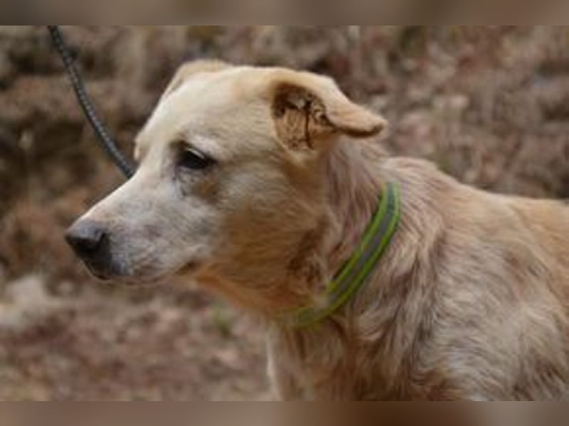 Neige, einer von vier Hunden, die dringend ein neues Zuhause benötigen