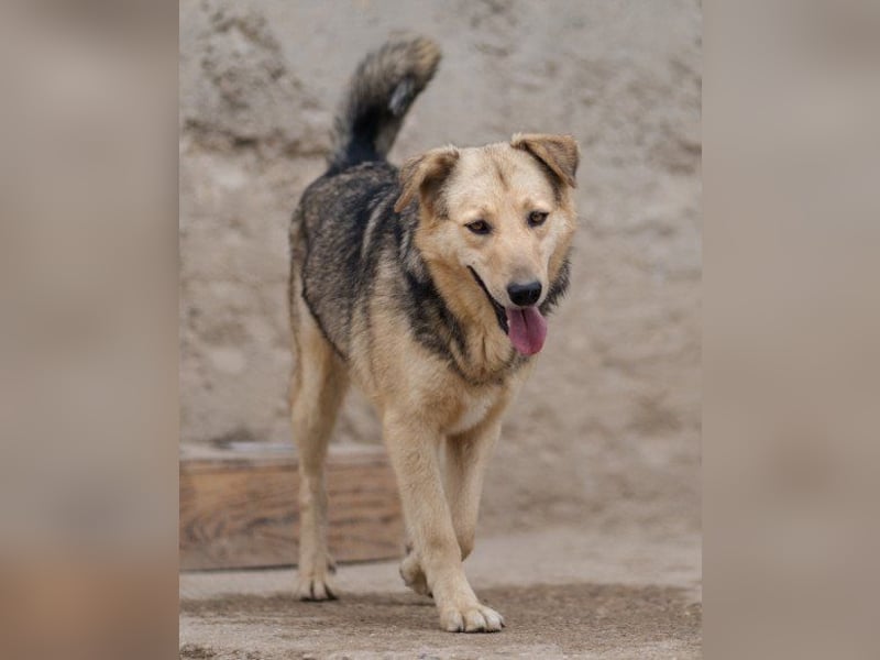 Flinn sucht sein Für-Immer-Zuhause