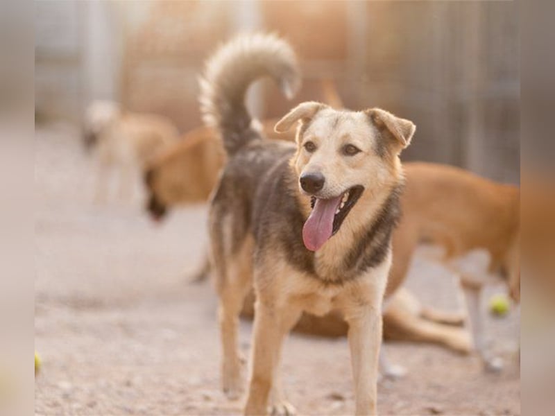 Flinn sucht sein Für-Immer-Zuhause Flinn sucht sein Für-Immer-Zuhause