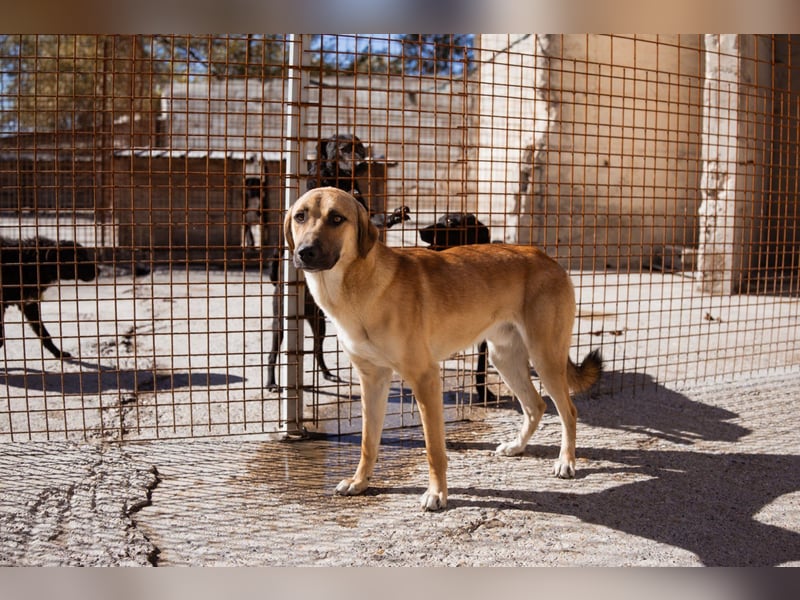 SCHLAUBI❤️smarter, kluger und entzückender Fellnasen-Fratz!