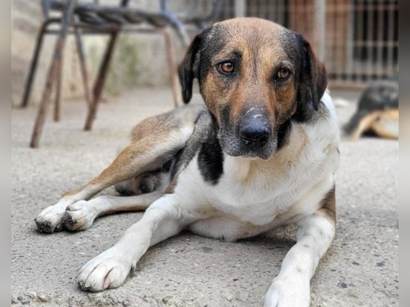 ROBI❤️zauberhafter, lieber Hundejunge, zurückhaltend und sozial