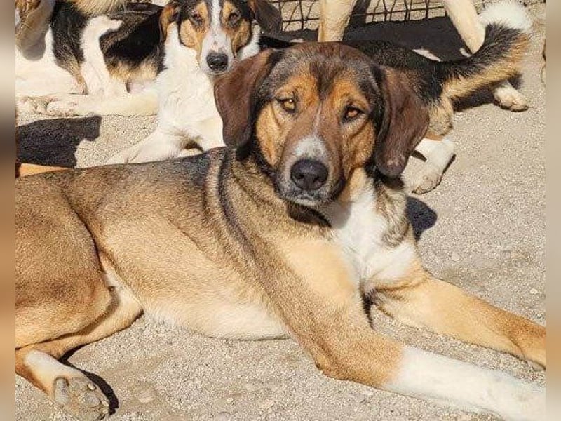 Dave möchte endlich sein Zuhause finden