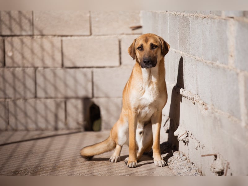 SCHLAUBI❤️smarter, kluger und entzückender Fellnasen-Fratz!