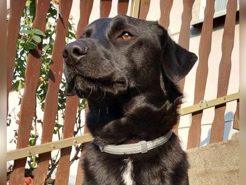 SCOOBY❤️lebensfroher, aktiver Lausbub und sehr menschenbezogen