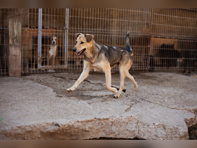 Flinn sucht sein Für-Immer-Zuhause