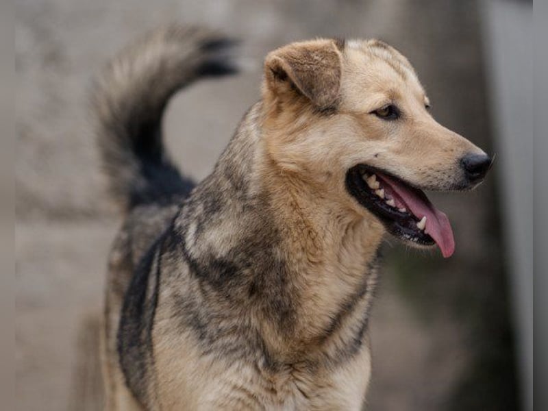 Flinn sucht sein Für-Immer-Zuhause