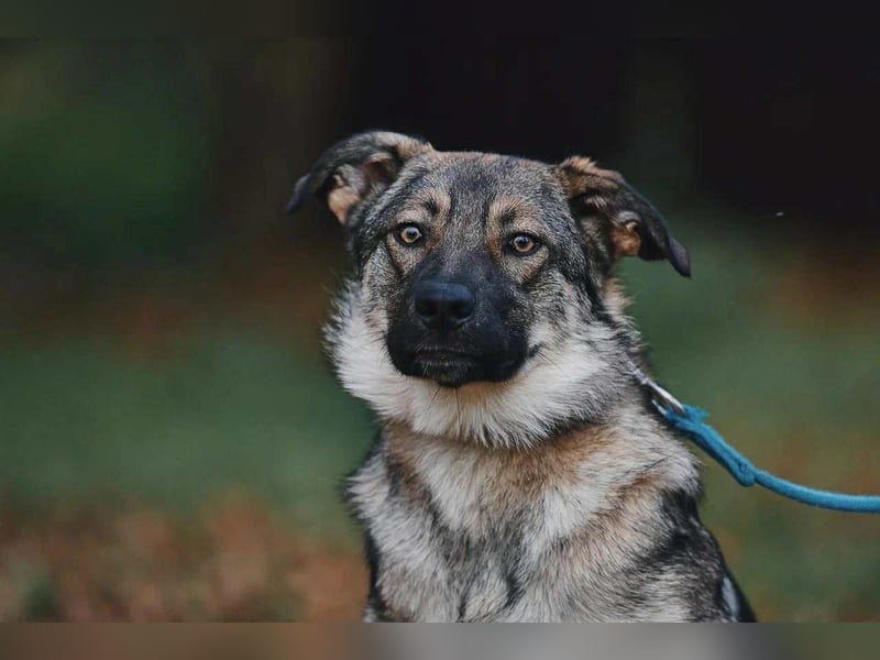 Sanfte Santa sucht liebevolles Zuhause