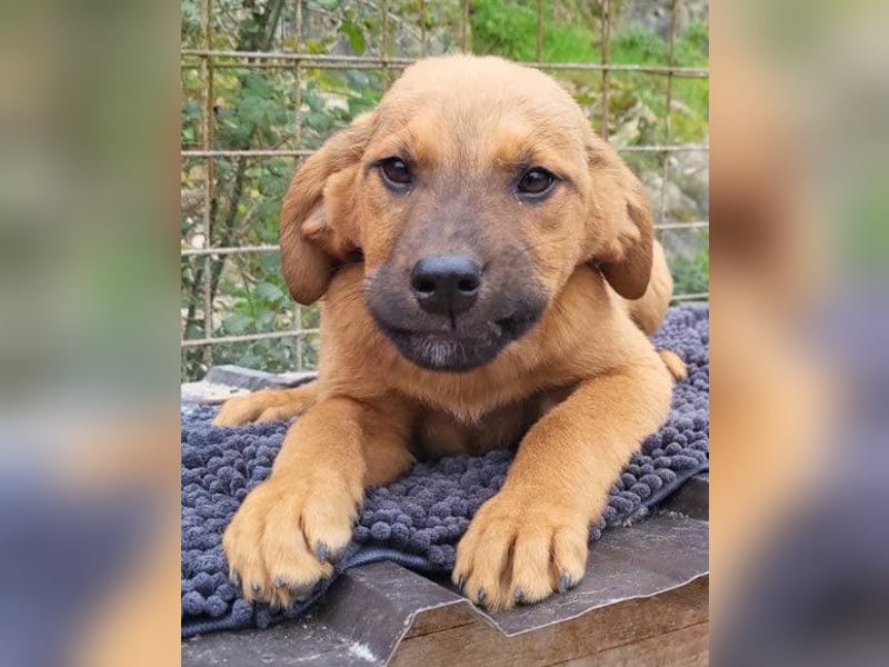 LASKO❤️charmanter, cleverer Hundebub wartet schon in 25474 Bönningstedt! LASKO❤️charmanter, cleverer Hundebub wartet schon in 25474 Bönningstedt!