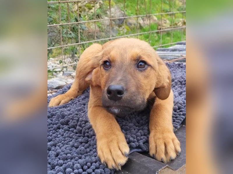 charmanter LASKO❤️wartet in 25474 Bönningstedt!