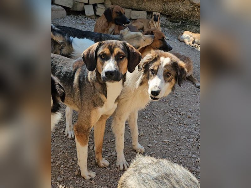 Dave möchte endlich sein Zuhause finden