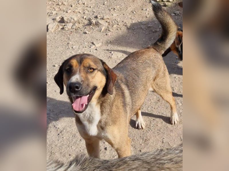 Dave möchte endlich sein Zuhause finden