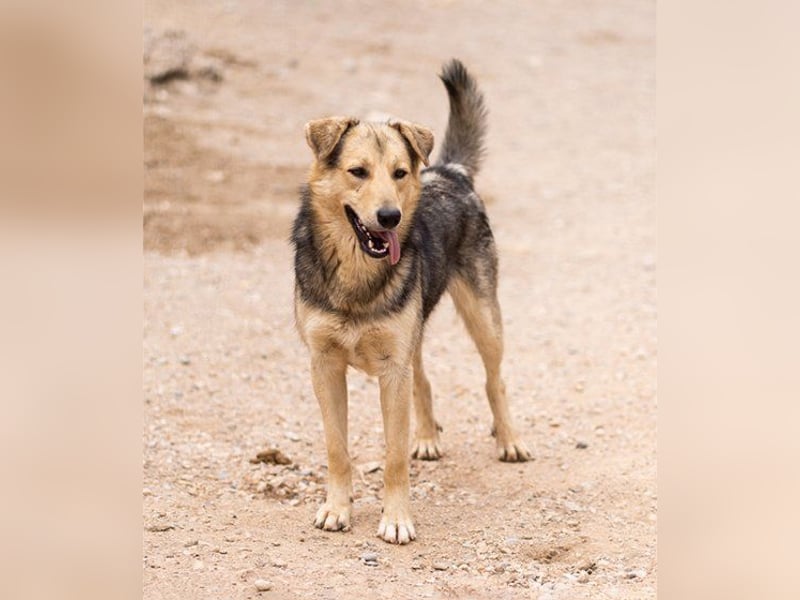 Flinn sucht sein Für-Immer-Zuhause Flinn sucht sein Für-Immer-Zuhause