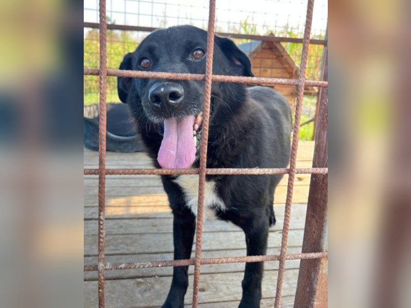 Mix-Rüde ♥ Milo ♥ ein Herz von Hund
